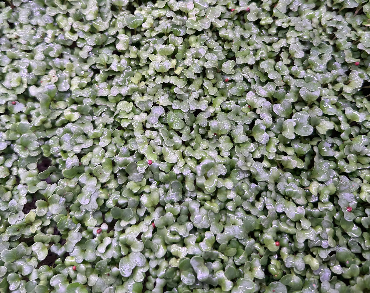 Broccoli Microgreens