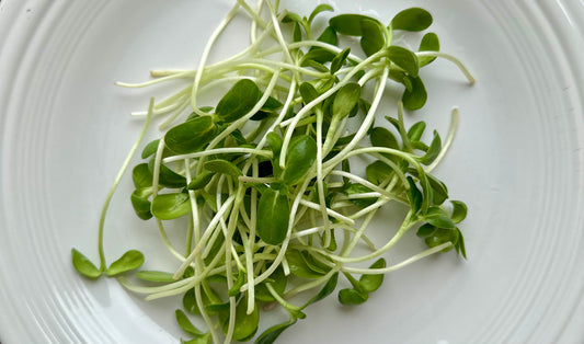 Sunflower Microgreens