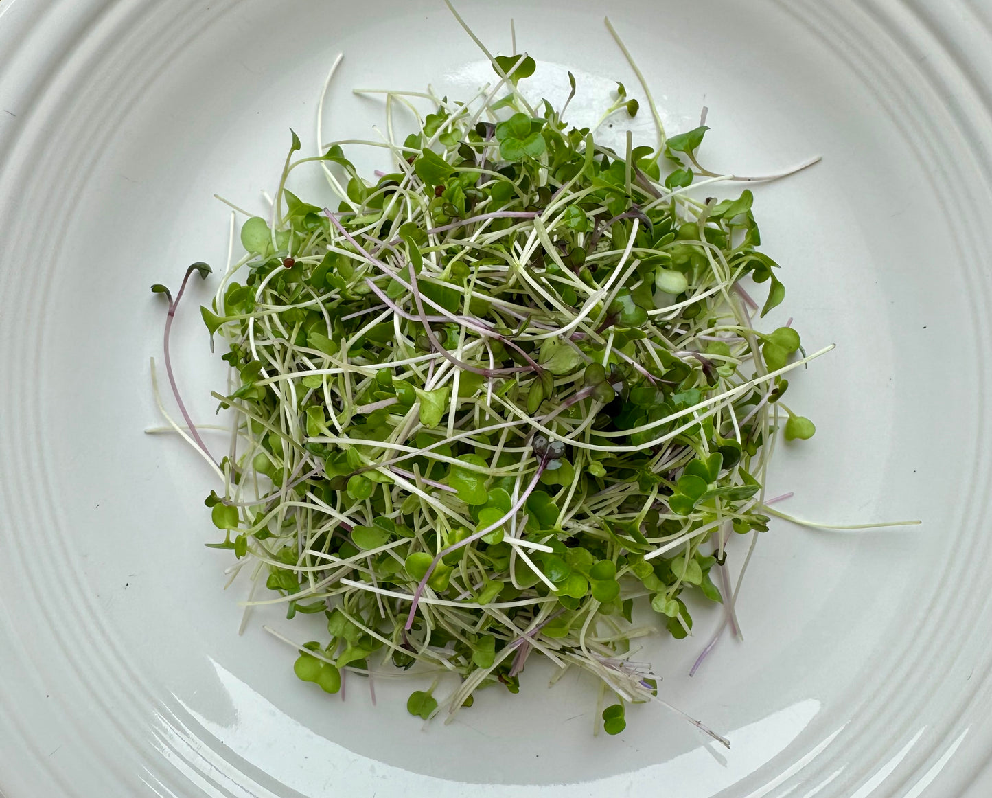 Spicy Salad Mix Microgreens