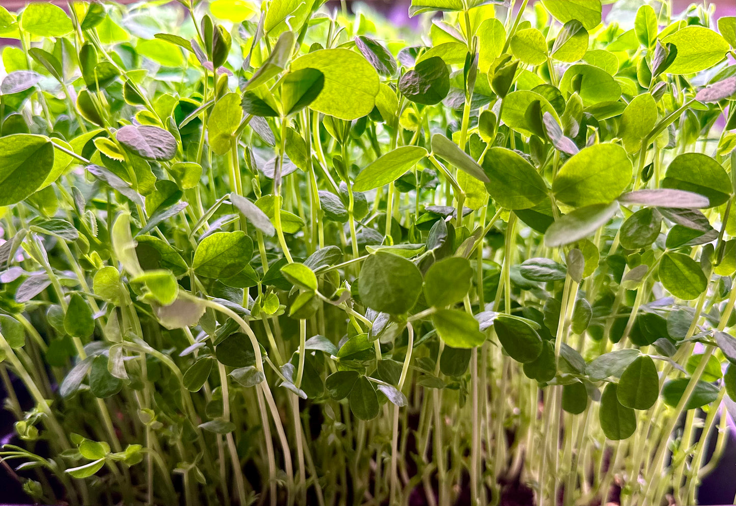 Pea Microgreens