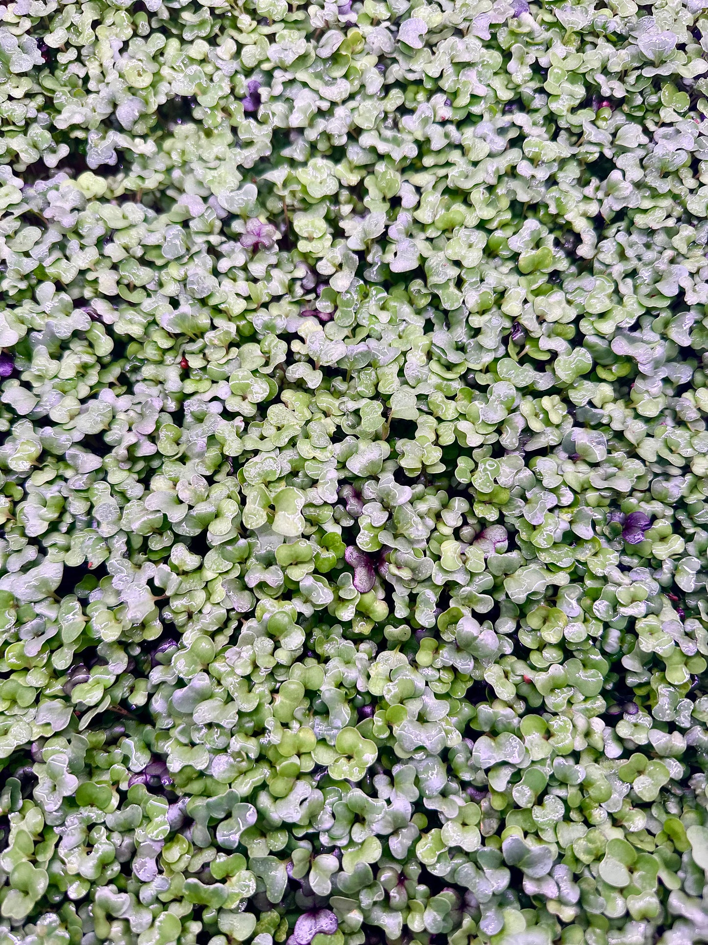 Spicy Salad Mix Microgreens