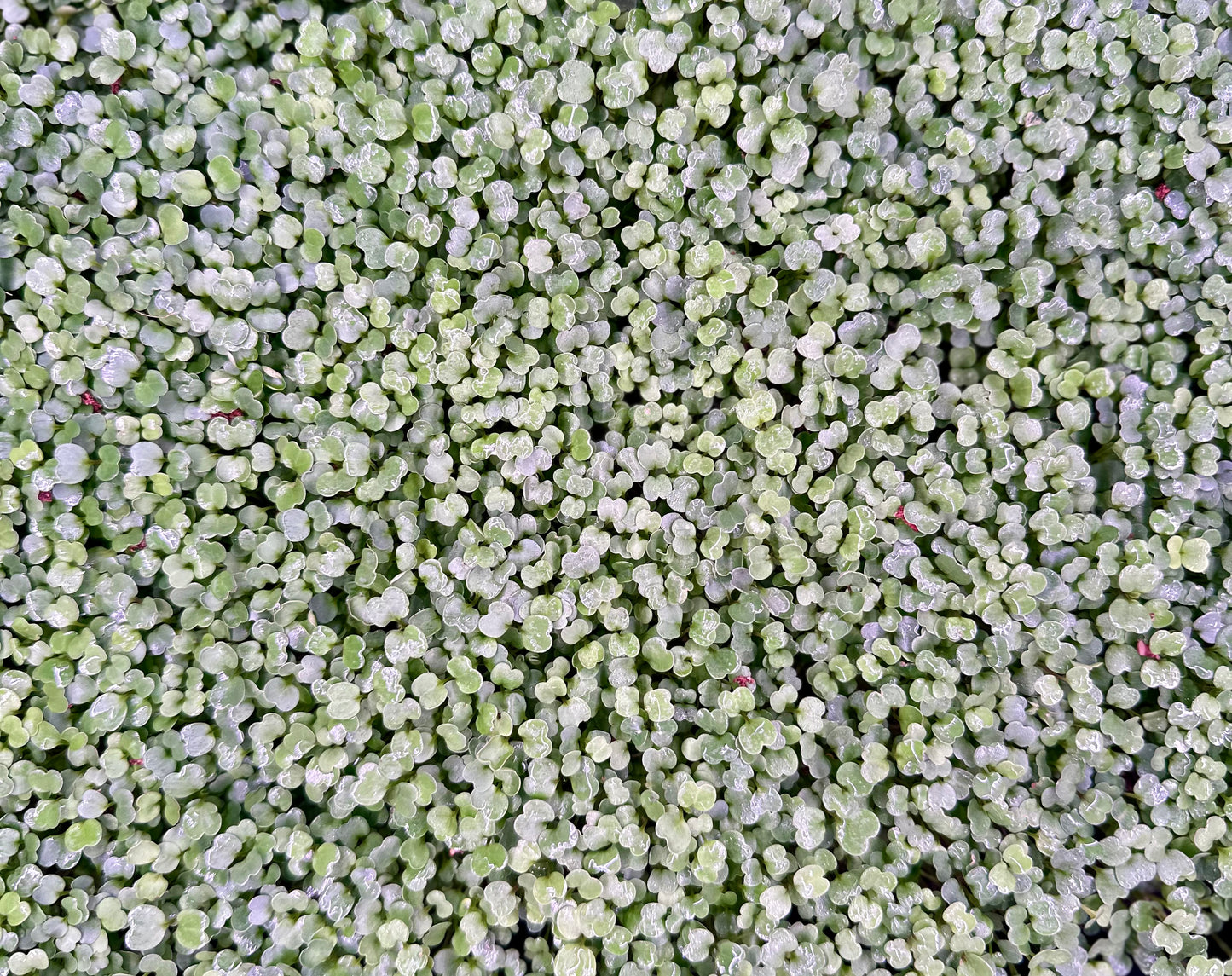 Arugula Microgreens