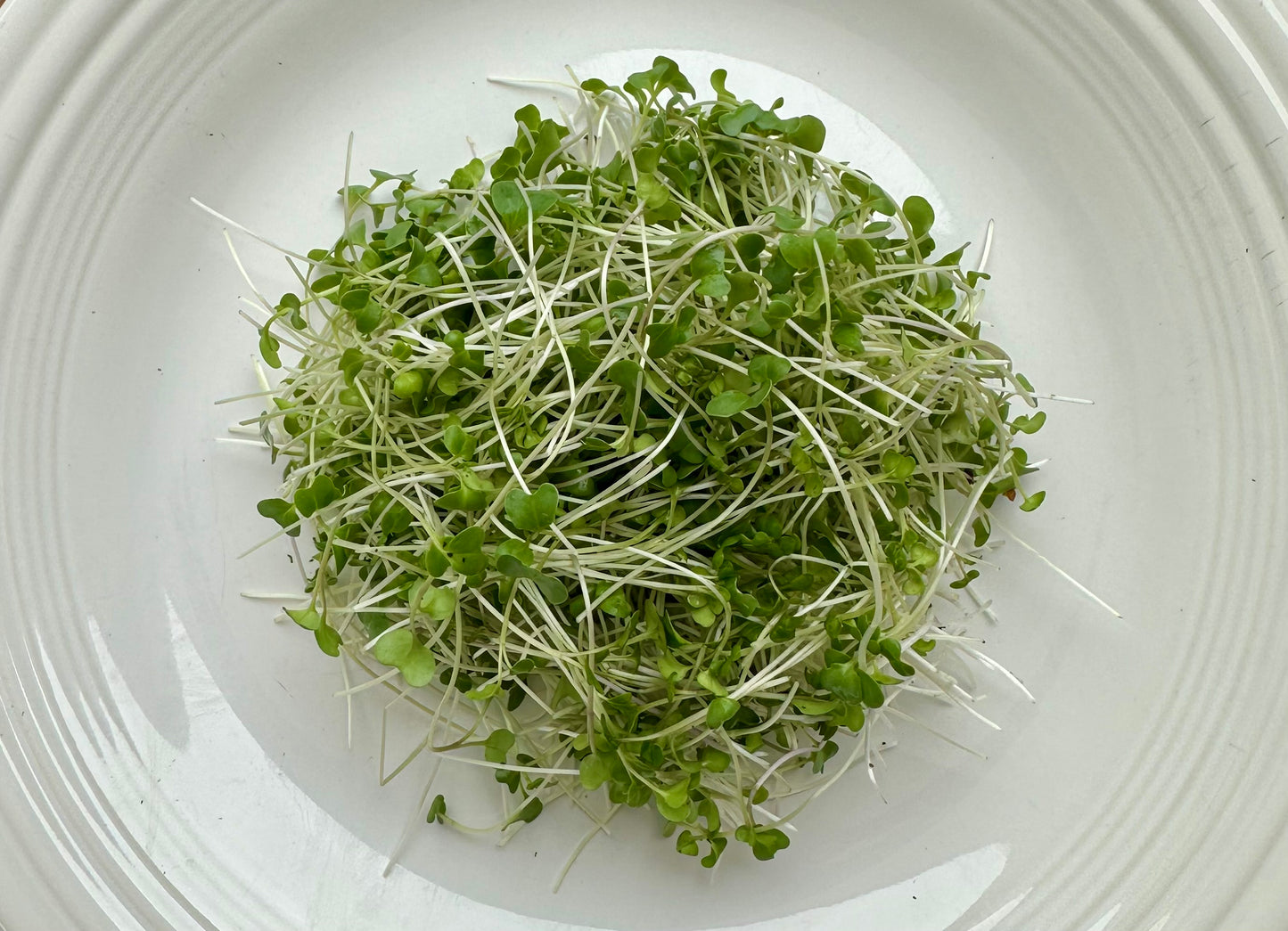 Broccoli Microgreens