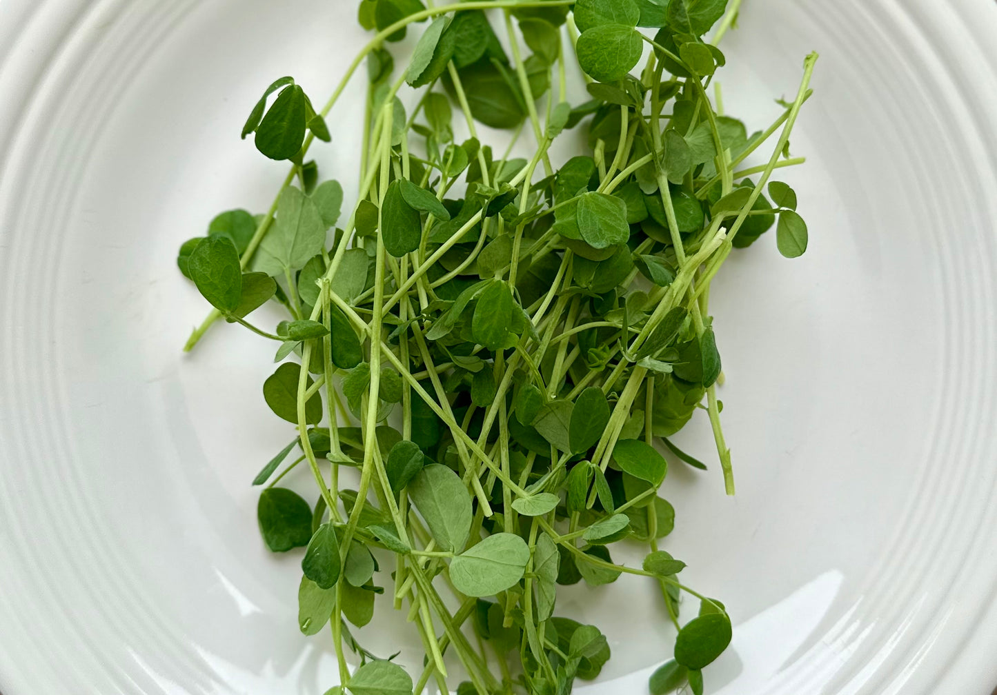 Pea Microgreens