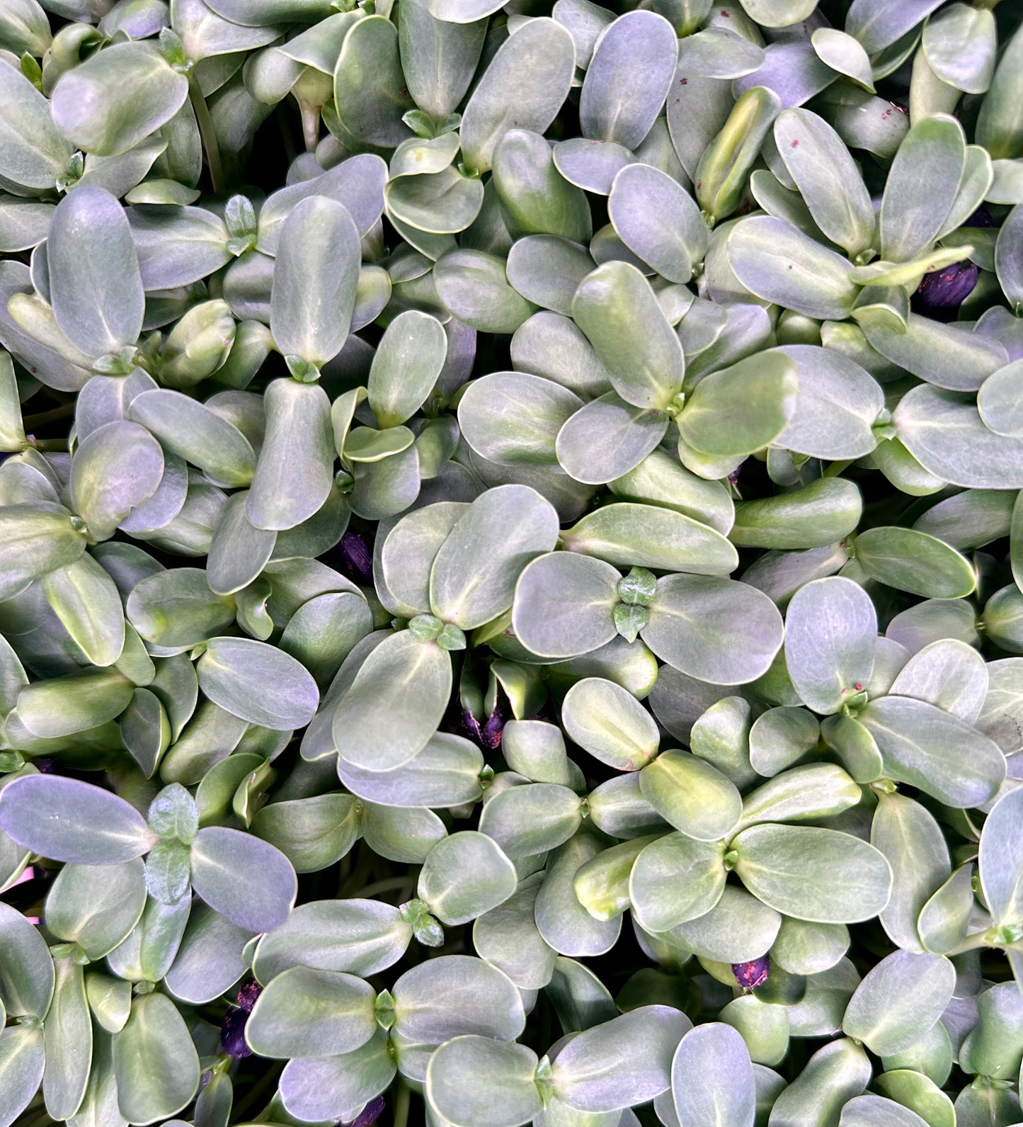 Sunflower Microgreens