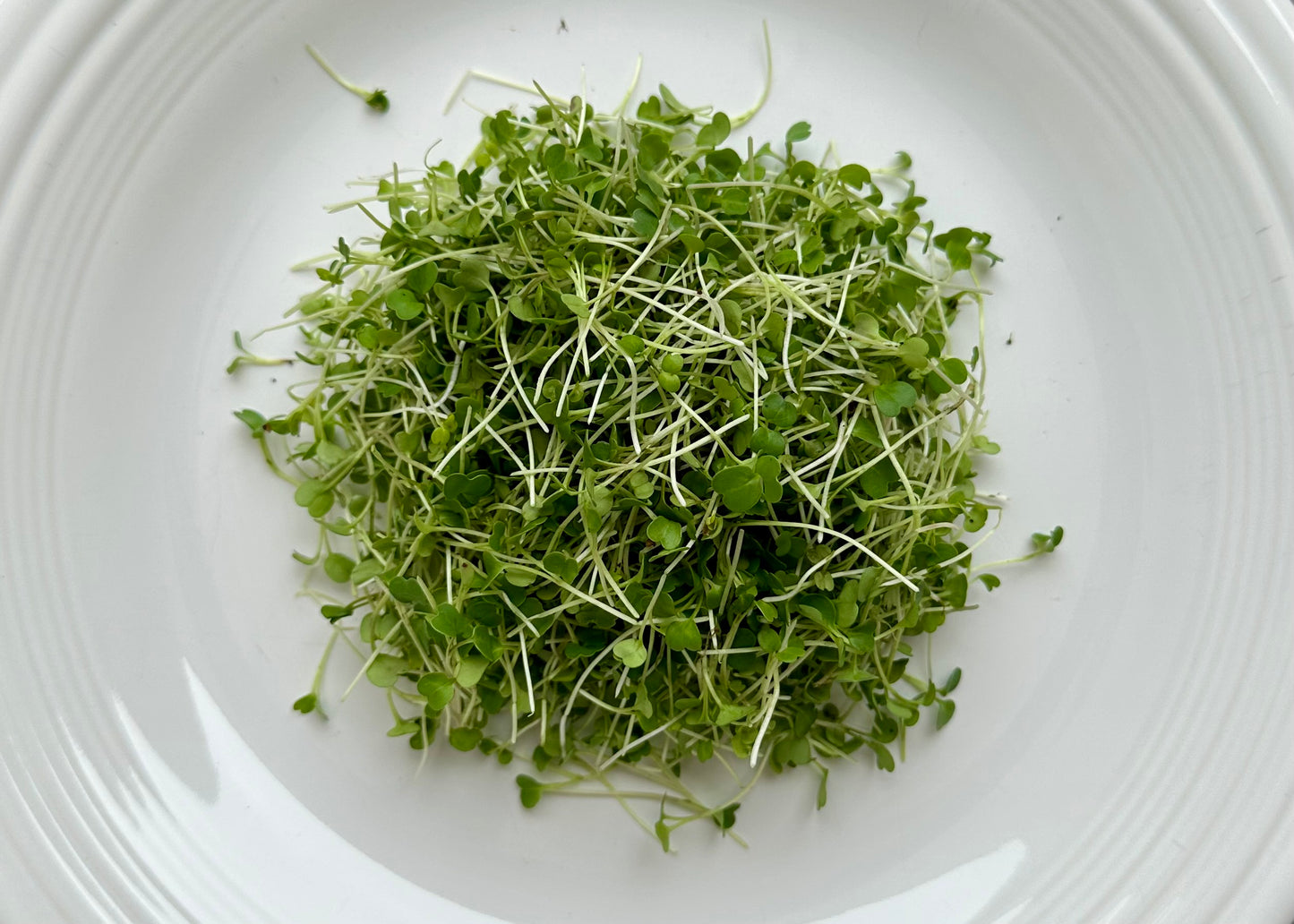 Arugula Microgreens